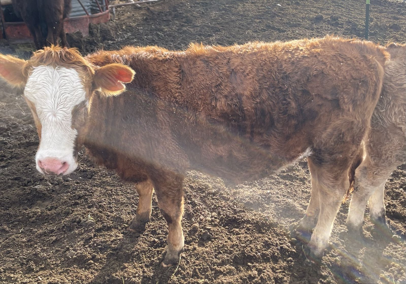 Beef/Dairy Cross Heifers