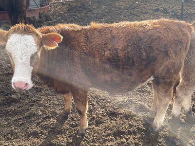 Beef/Dairy Cross Heifers