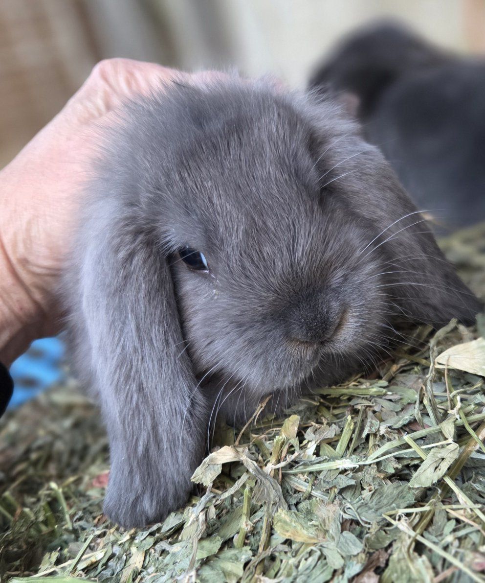 Blue Mini Lop Bunny Rabbit Junior Doe