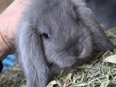 Blue Mini Lop Bunny Rabbit Junior Doe