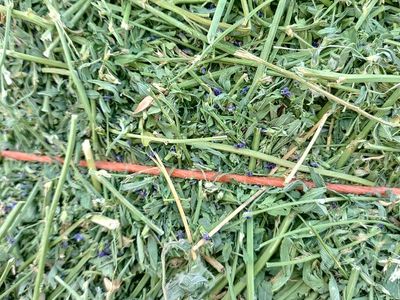 Alfalfa hay for sale