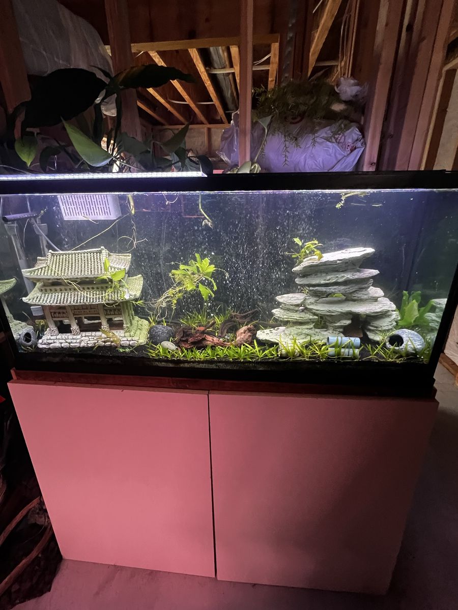 Glass Aquarium Fish Tank with Pink Cabinet Stand, Lighting, and Accessories