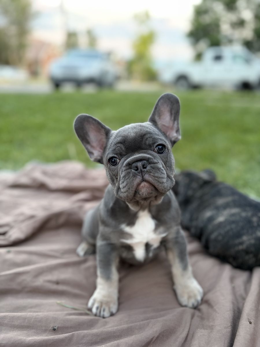 Adorable French Bulldog Puppies - Two Males and one Female.