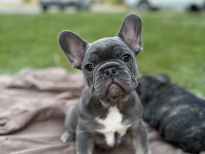 Adorable French Bulldog Puppies - Two Males and one Female.
