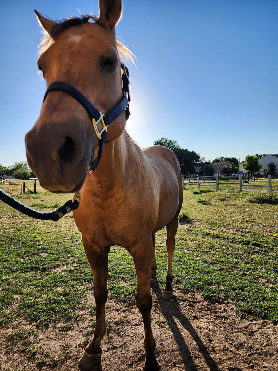 palameno pony early 20s