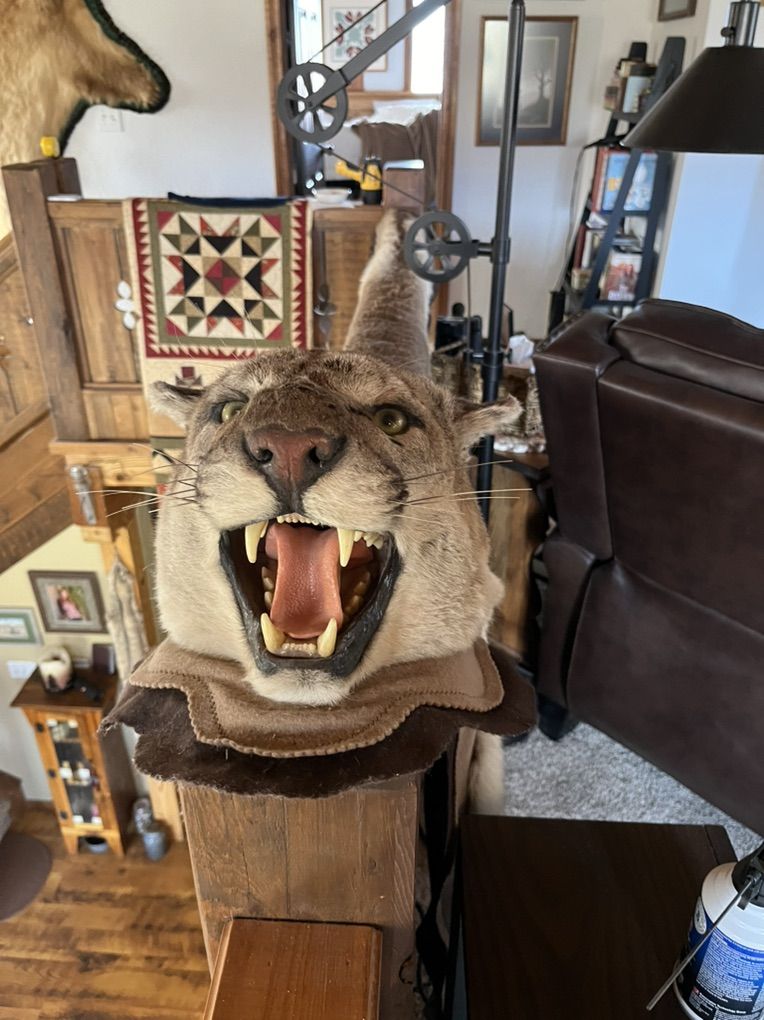 Utah Rugged Out Mountain Lion