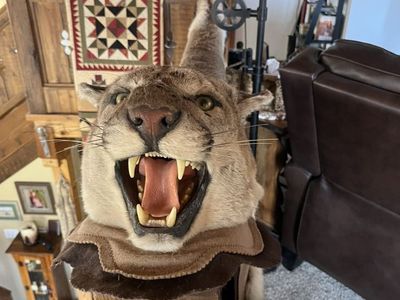 Utah Rugged Out Mountain Lion