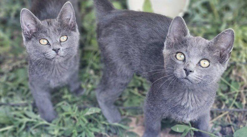 Sweet Pair of Solid Grey Kittens – Brother & Sister!