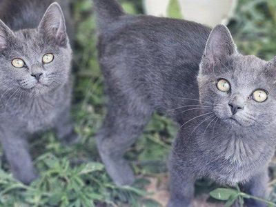 Sweet Pair of Solid Grey Kittens – Brother & Sister!