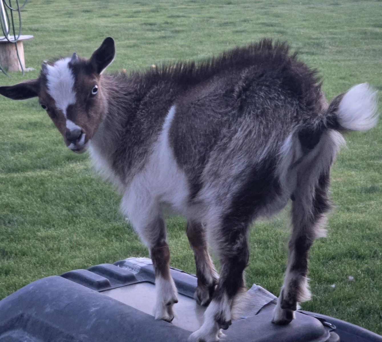 pygmy goat