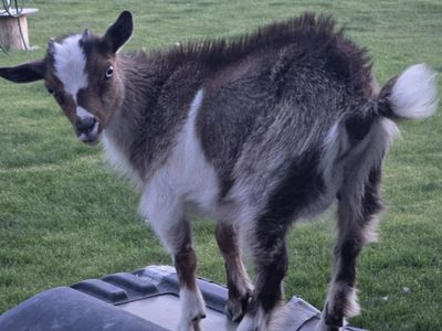 pygmy goat