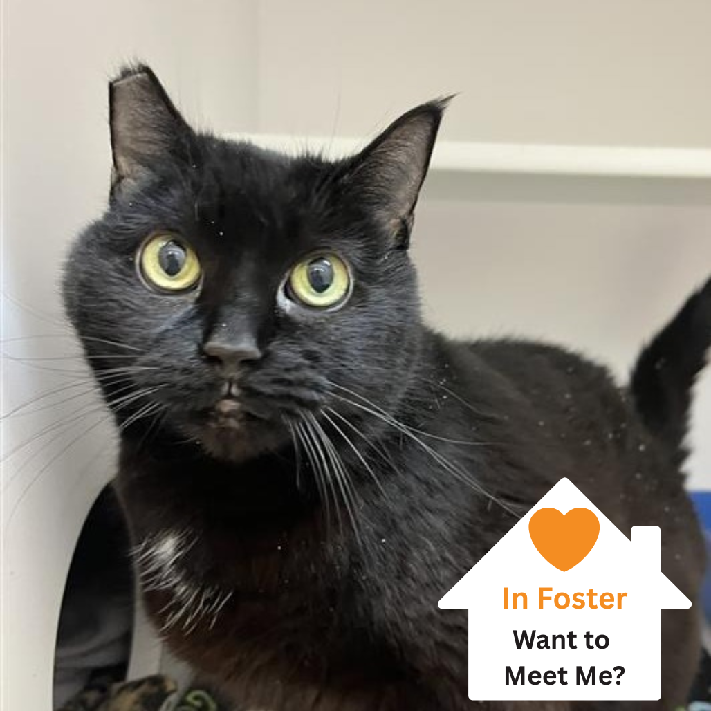 Hello my name is Miraculous