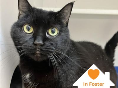 Hello my name is Miraculous