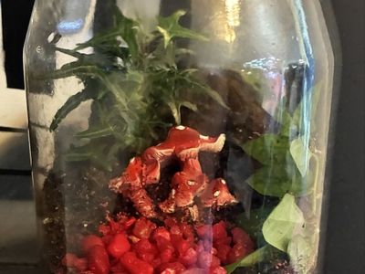Red Mushroom Terrarium