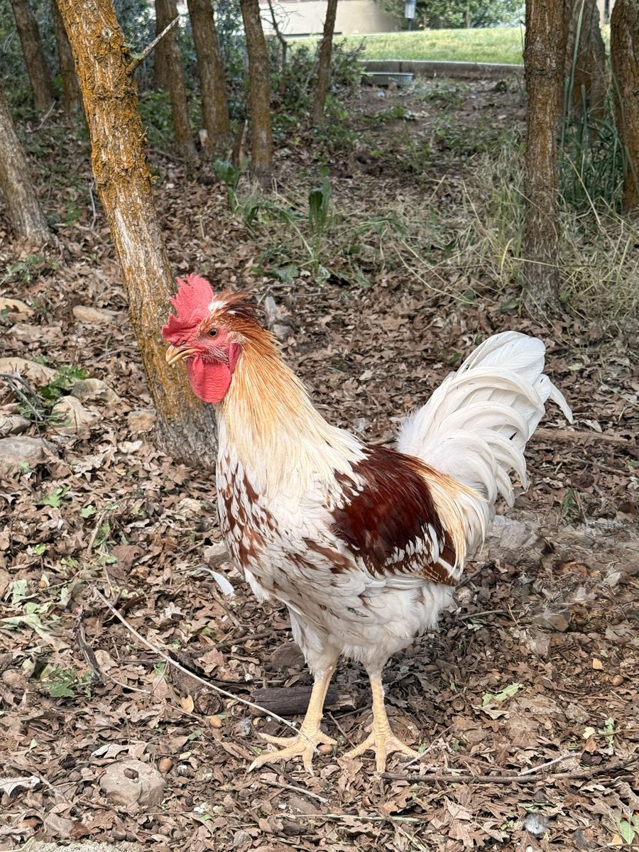 Beautiful Rooster for Sale - White & Brown Plumage, Healthy and Active Farm Bird