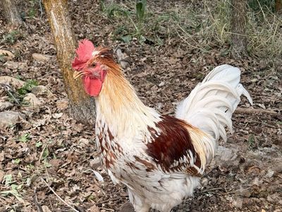 Beautiful Rooster for Sale - White & Brown Plumage, Healthy and Active Farm Bird