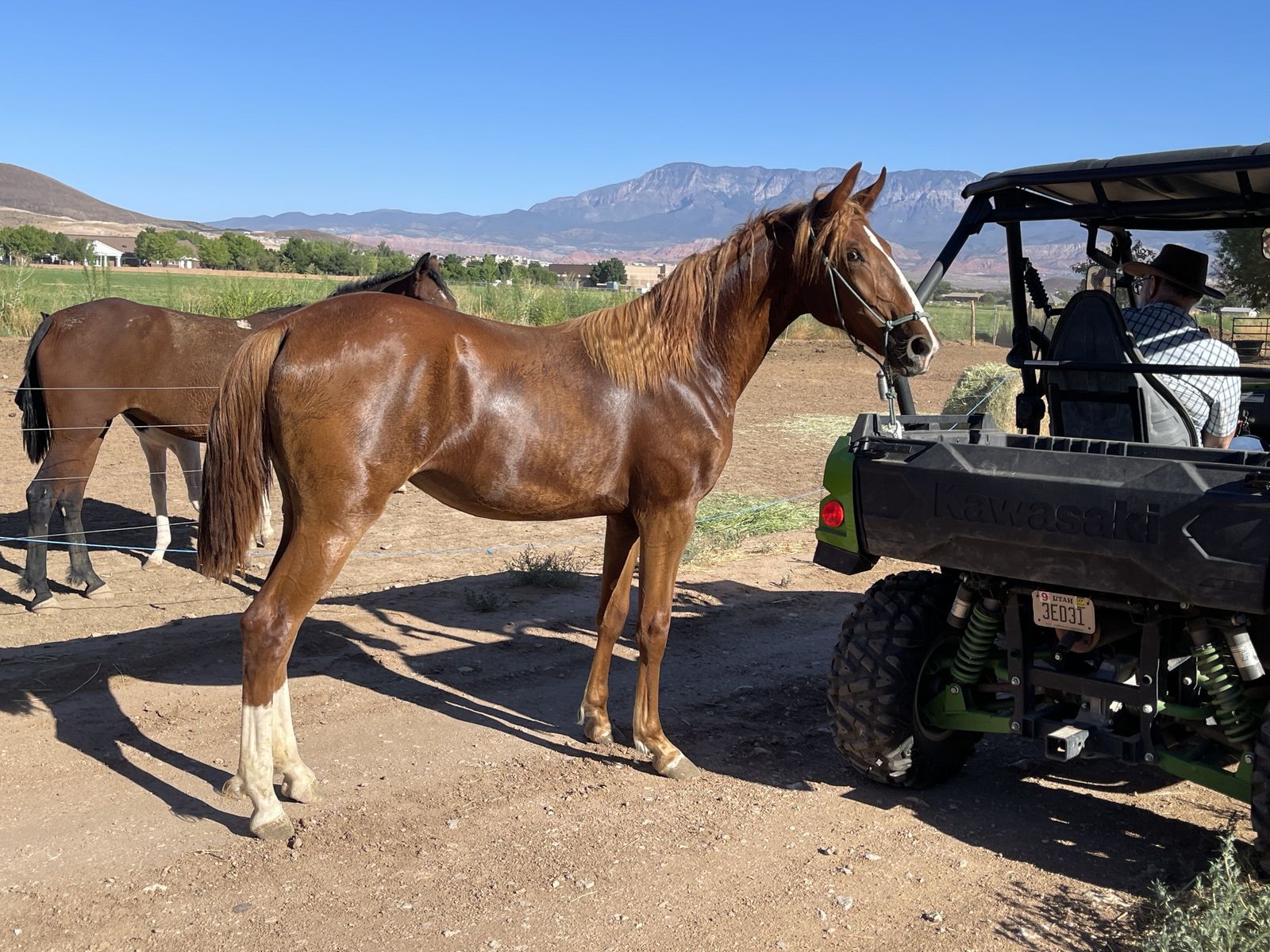 Super Smooth Gaited Fox Trotter / Single Footer Yearling Filly