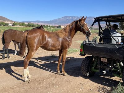 Super Smooth Gaited Fox Trotter / Single Footer Yearling Filly