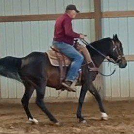 Horse For Sale