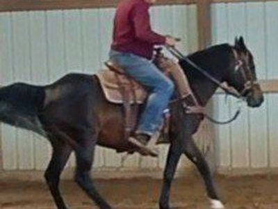 Horse For Sale