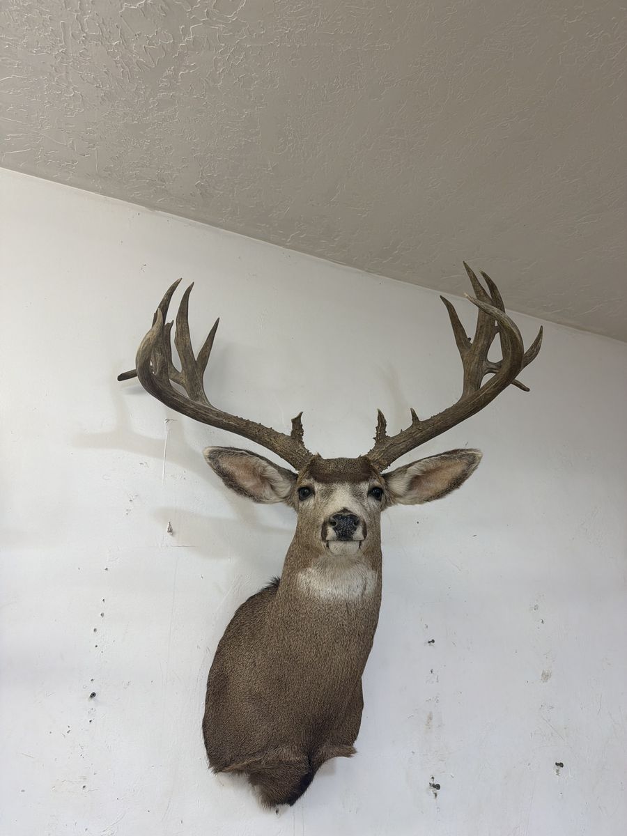 Buying large mule, deer, antlers, racks, and sheds