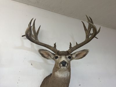 Buying large mule, deer, antlers, racks, and sheds
