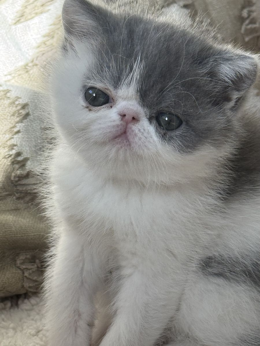 Exotic shorthair