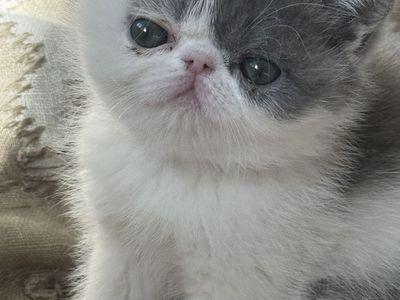 Exotic shorthair