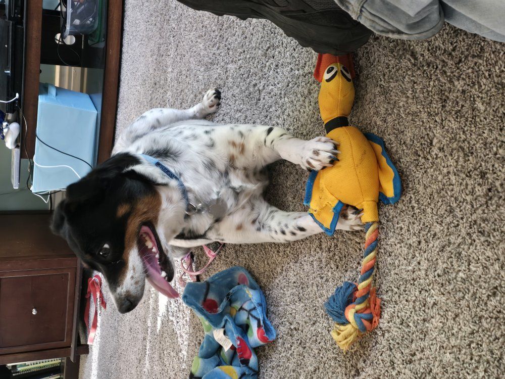 Rehoming: Terrier Shepherd Mix