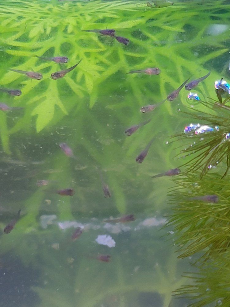 Guppy Fry 10 for $1