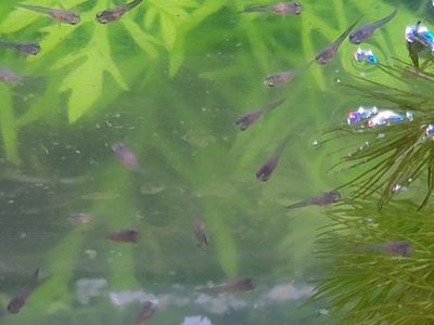Guppy Fry 10 for $1