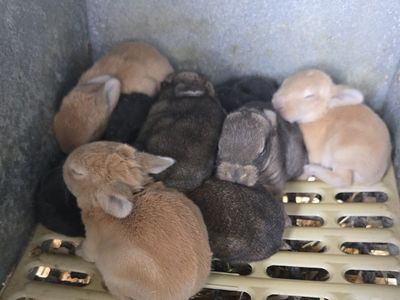 new zealand doe and babies