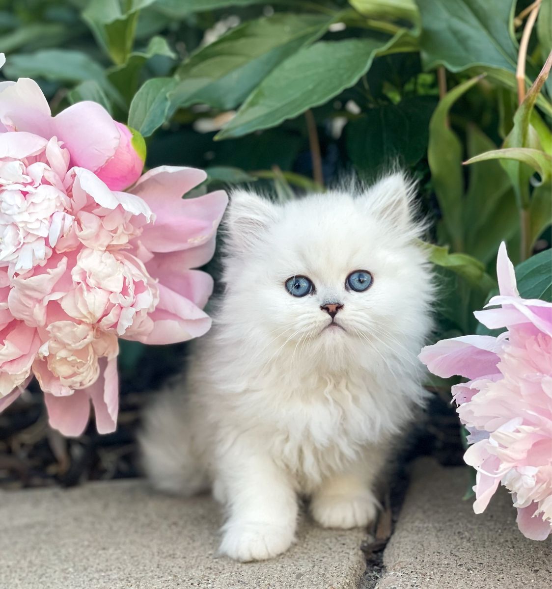 !!!!!!!!!Dearheart Silver Persian Kittens!!!!!!!!!