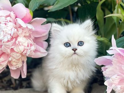 !!!!!!!!!Dearheart Silver Persian Kittens!!!!!!!!!