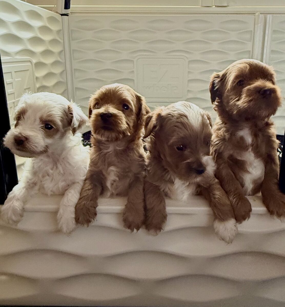 Micro Toy Goldendoodle (5-10lbs)