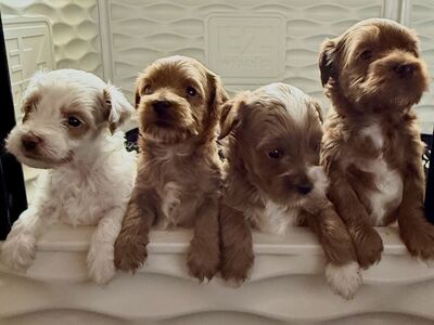 Micro Toy Goldendoodle (5-10lbs)