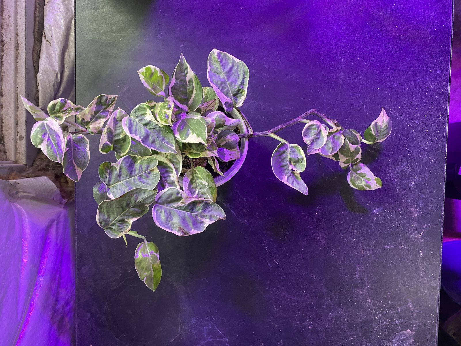 Tradescantia Zebrina – Trailing Inch Plant | $18