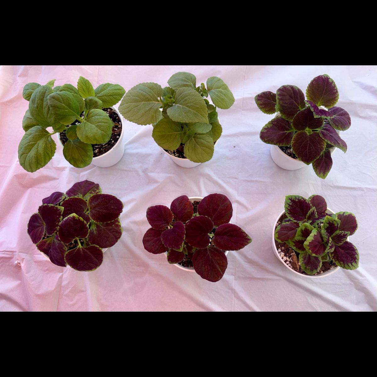 Potted Tropical Coleus House Plants - Indoors or Outdoors- 2 for $15