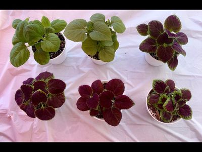 Potted Tropical Coleus House Plants - Indoors or Outdoors- 2 for $15
