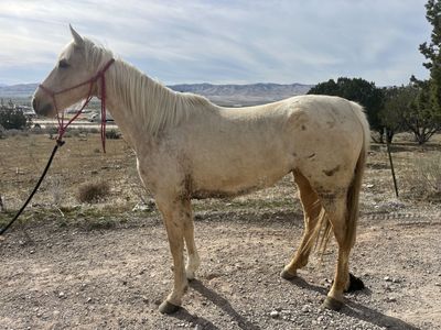 3 Year Old Mare