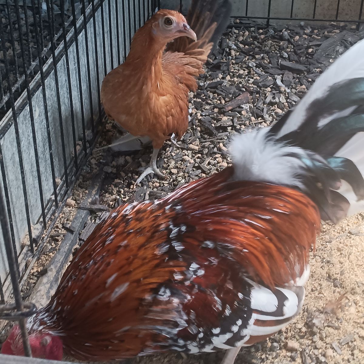 Azteca beautiful Azteca pinto. Very very nice 70 dollars