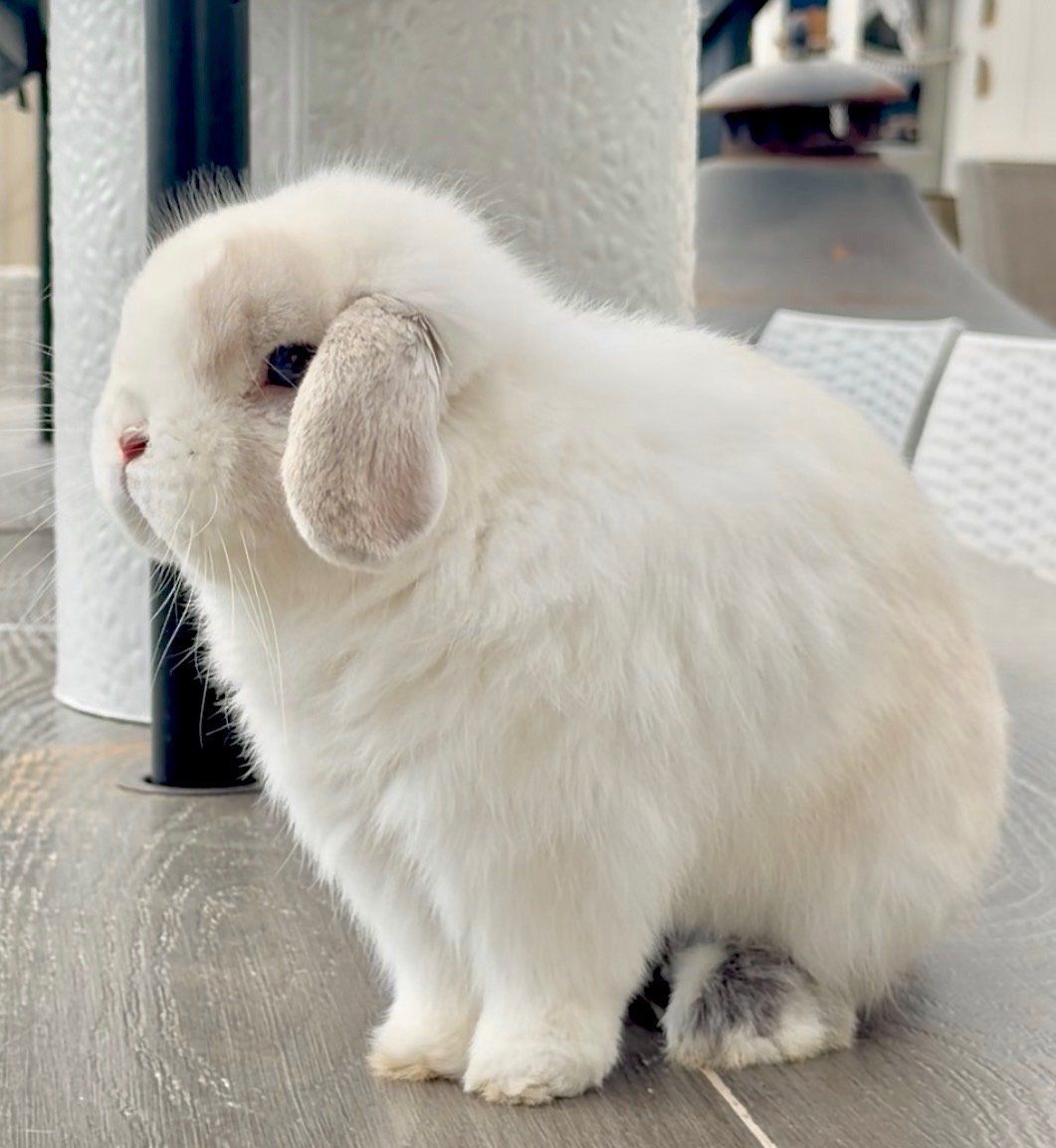 Pedigree Holland Lops!