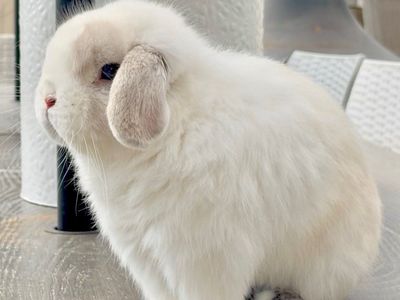 Pedigree Holland Lops!