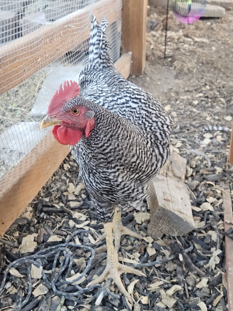 2 Barred Rock Roosters