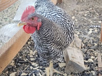 2 Barred Rock Roosters