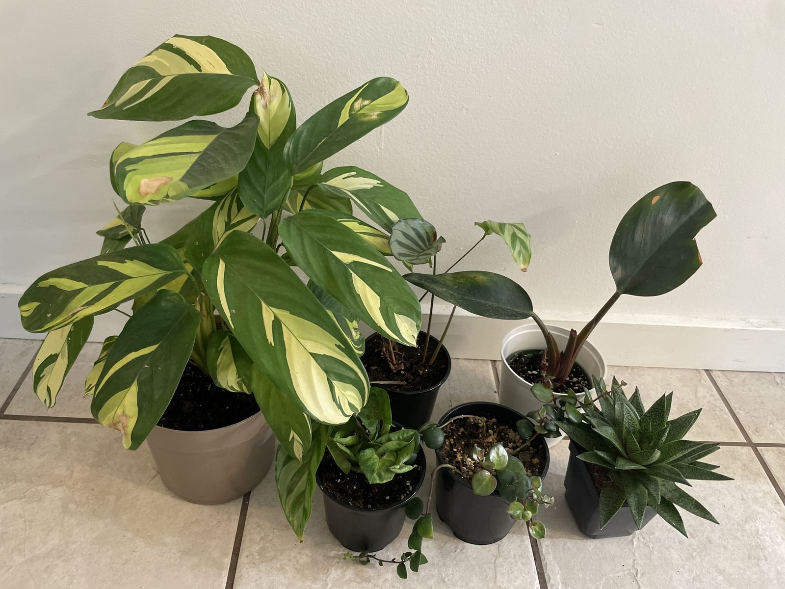 Houseplants
