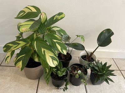 Houseplants