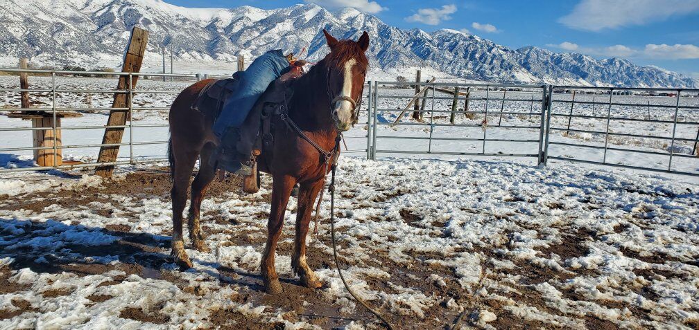 2.5 yr old Gelding