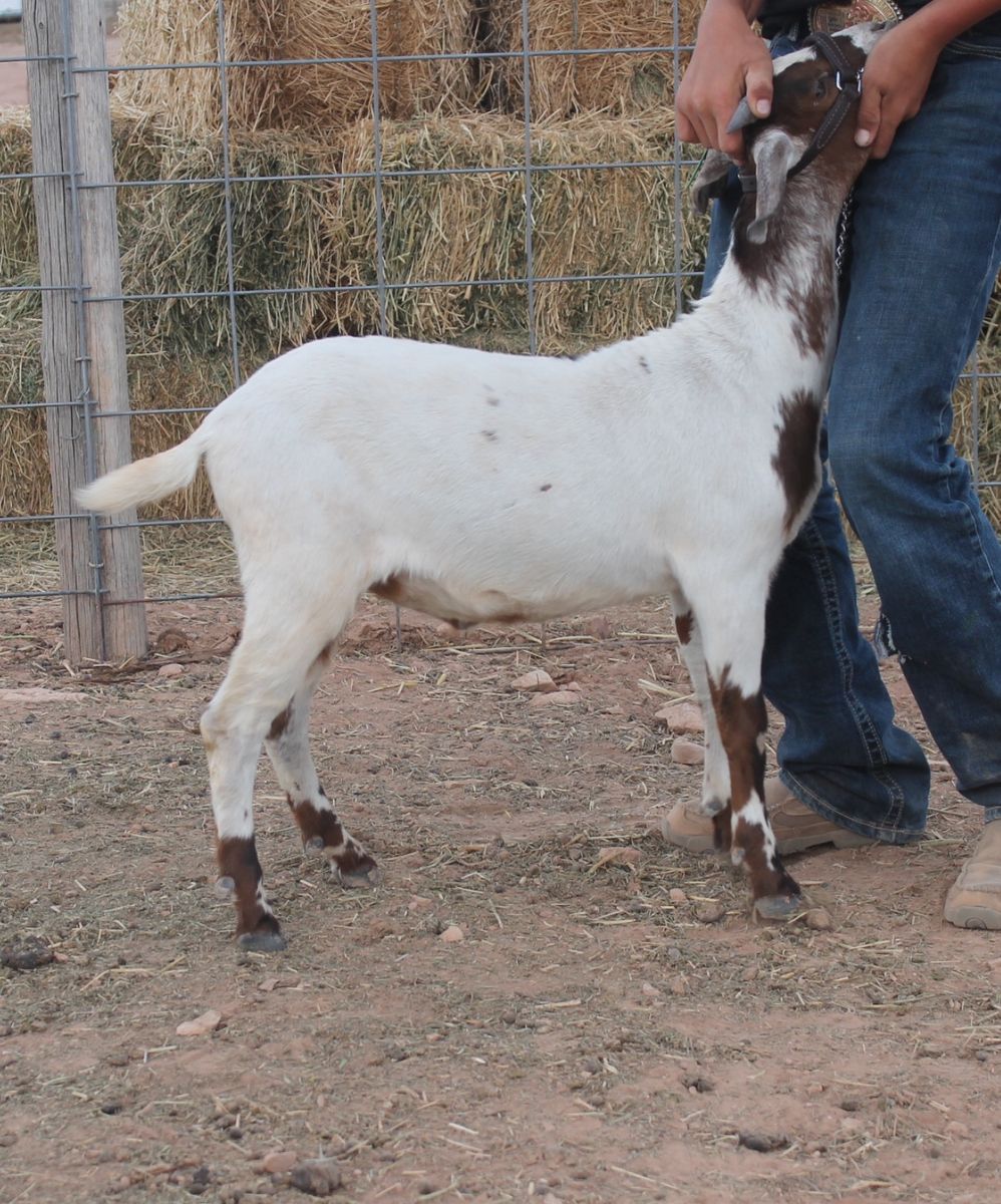 Boer wether for sale 4 months old
