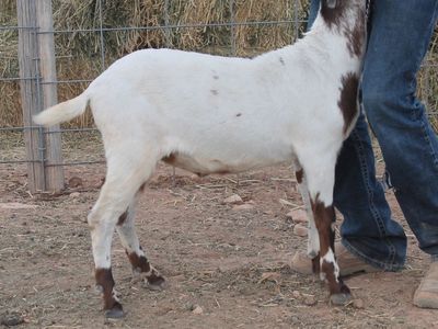 Boer wether for sale 4 months old